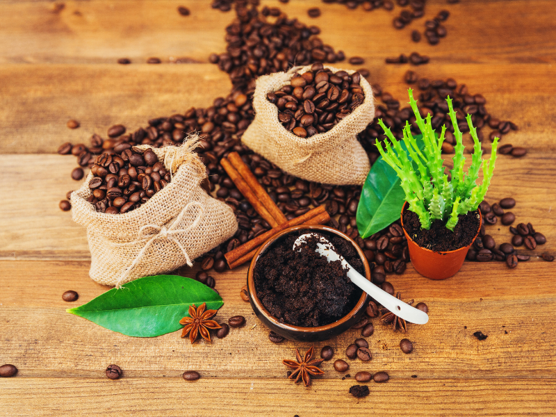 Grãos e borra de café usada como adubo para plantas. Foto: VictoriaBee de Getty Images - Canva.