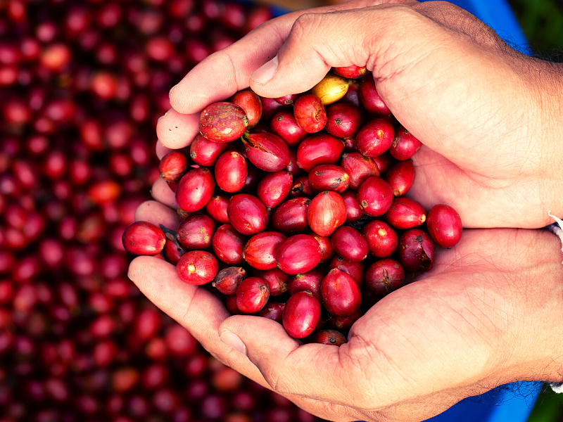 Fazendeiro colhe frutos de café robusta. Foto: sirichai_asawalapsakul de Getty Images - Canva