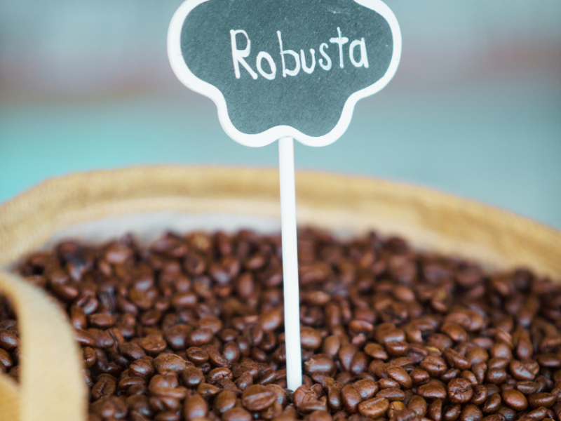 Café robusta. Imagem: webphotographeer de Getty Images Signature - Canva.